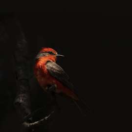 Mexico City’s Wildlife